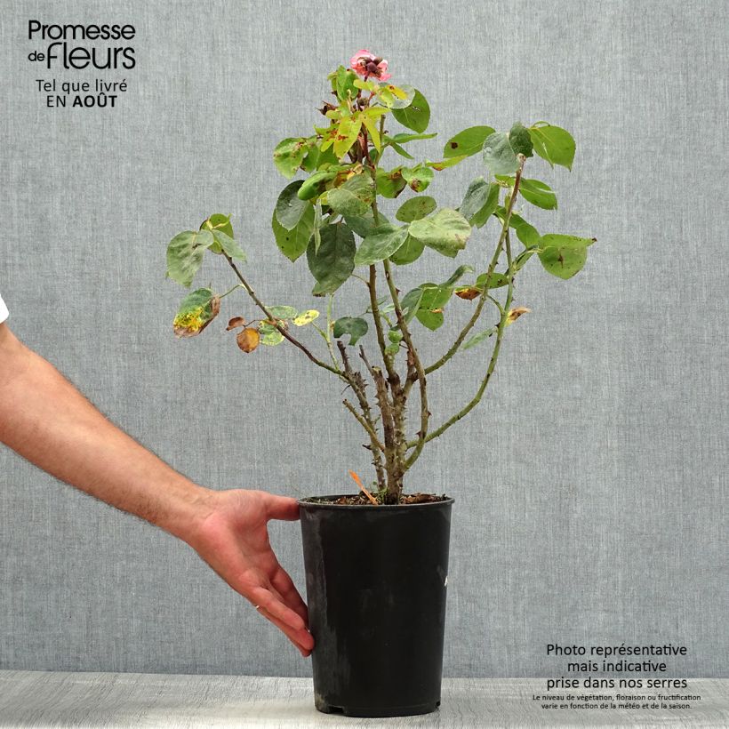 Exemplar von Rosa Panthere Rose - Edelrose Topf mit 4L/5L wie im Sommer geliefert
