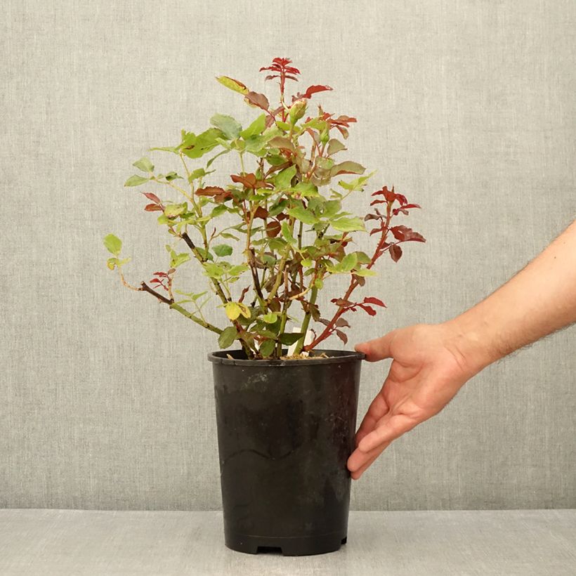 Exemplar von Rosa Parfum de Grasse - Edelrose Topf mit 4L/5L wie im Sommer geliefert