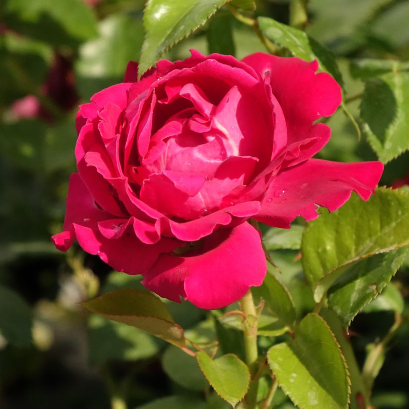 Rosa Perfume Factory - Edelrose (Blüte)