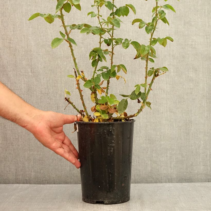 Exemplar von Rosa Pierre Arditi - Edelrose Topf mit 4L/5L wie im Sommer geliefert