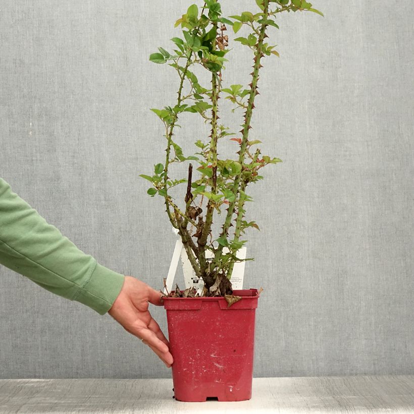 Exemplar von Rosa Pink Paradise - Edelrose Topf mit 3L/4L wie im Sommer geliefert
