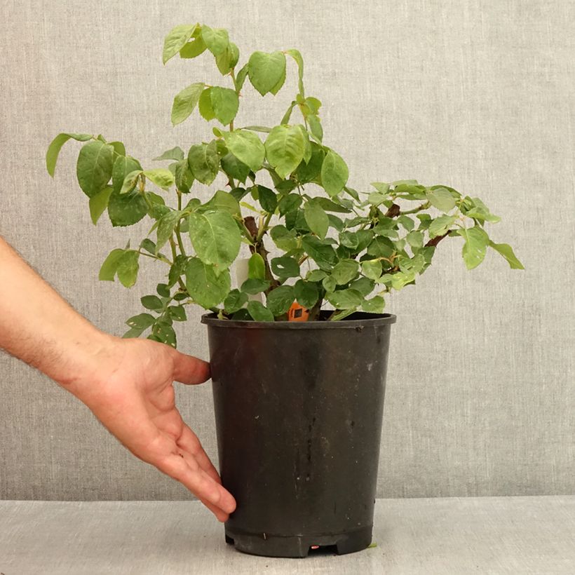 Exemplar von Rosa Prince Jardinier - Edelrose Topf mit 4L/5L wie im Sommer geliefert