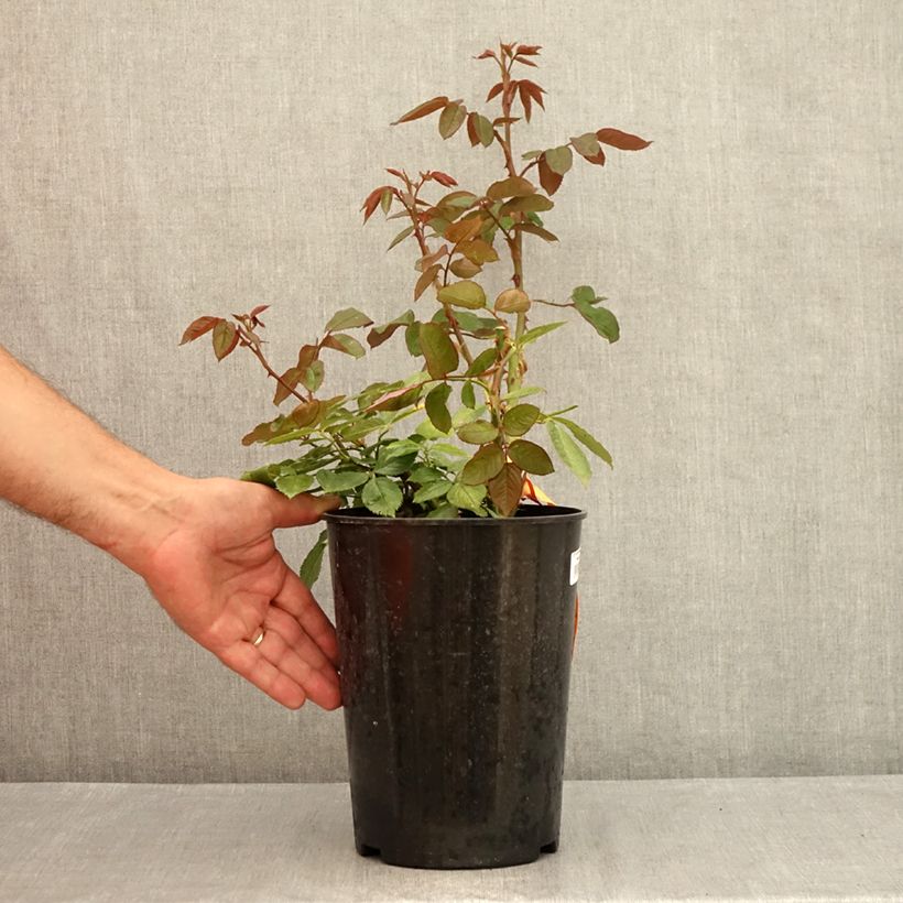 Exemplar von Rosa Prinzessin von Monaco - Edelrose Topf mit 4L/5L wie im Sommer geliefert