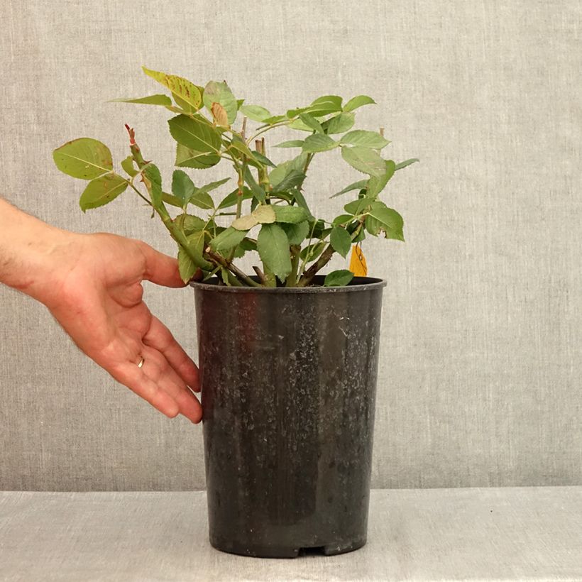 Exemplar von Rosa Queen Elisabeth - Edelrose Topf mit 4L/5L wie im Sommer geliefert