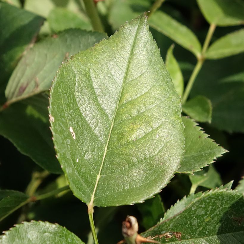 Rosa Queen Elisabeth - Edelrose (Laub)