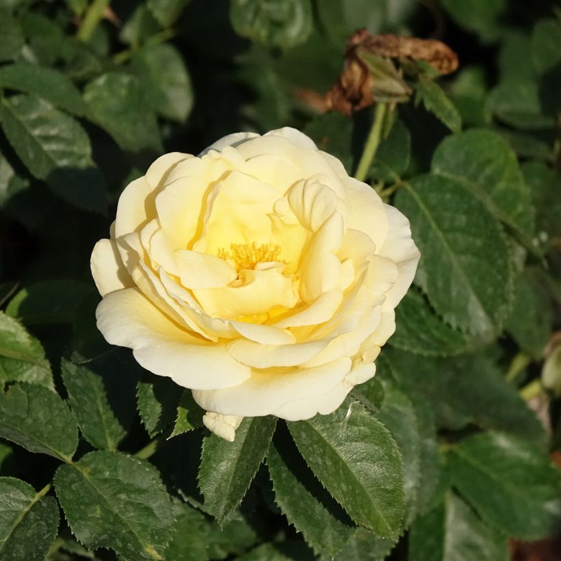 Rosa Raffaello - Edelrose (Blüte)
