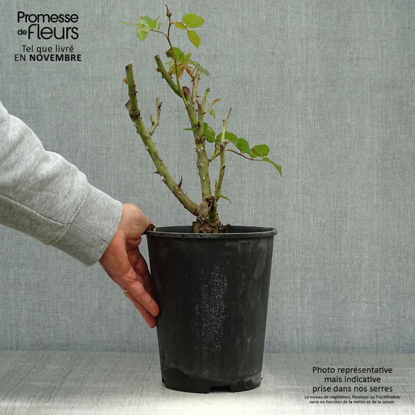 Exemplar von Rosa Remember - Edelrose Topf mit 4L/5L wie im Herbst geliefert