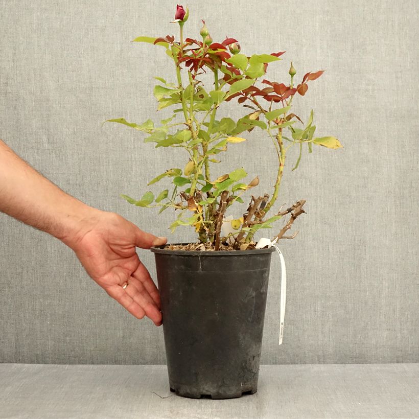 Exemplar von Rosa Roi de Coeur - Edelrose Topf mit 4L/5L wie im Sommer geliefert