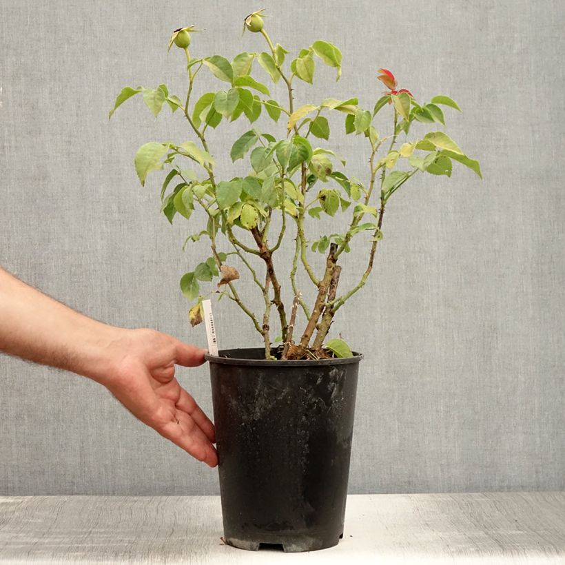 Exemplar von Rosa Sunny Sky - Edelrose Topf mit 4L/5L wie im Sommer geliefert