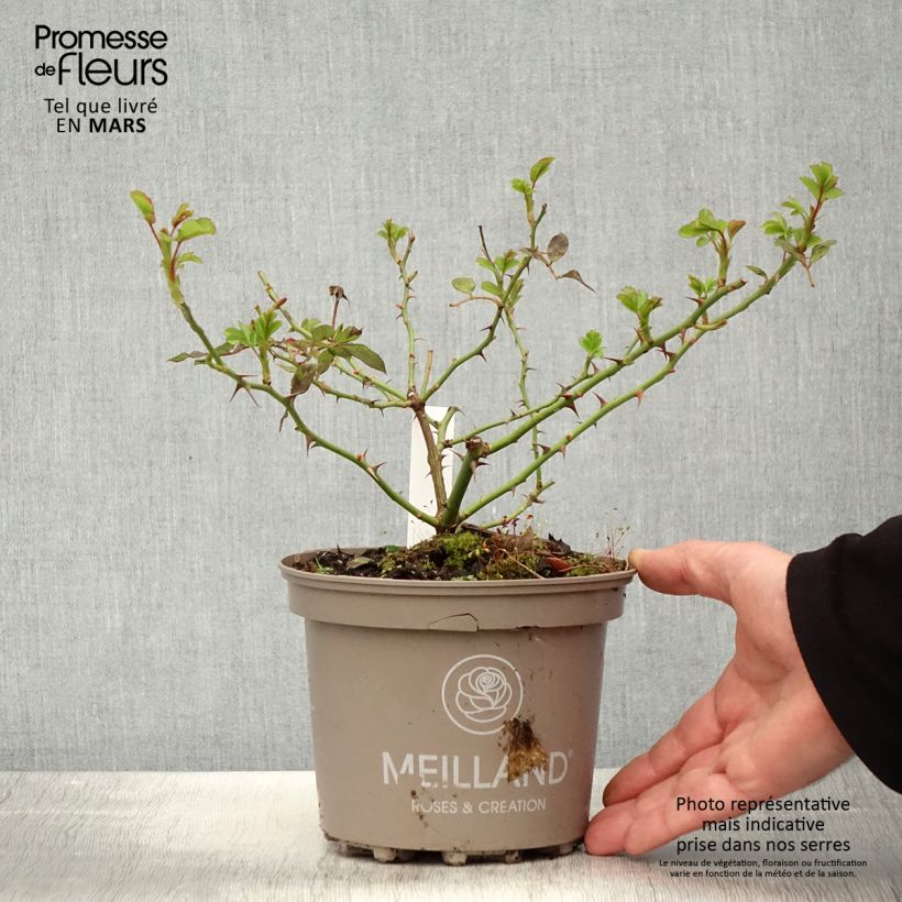 Exemplar von Rosa Sweet Love - Edelrose Topf mit 4L/5L wie im Frühjahr geliefert