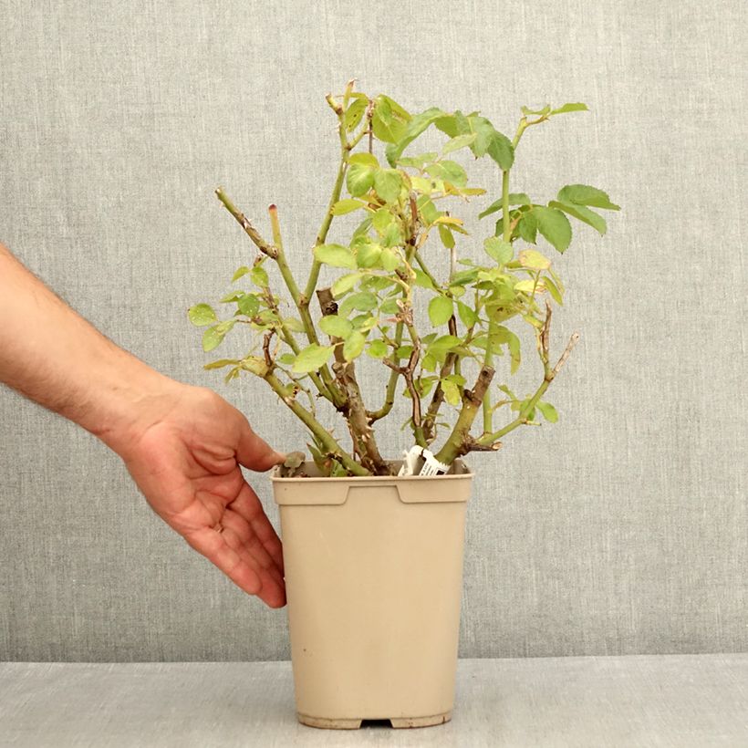 Exemplar von Rosa Thierry Marx - Edelrose Topf mit 4L/5L wie im Sommer geliefert