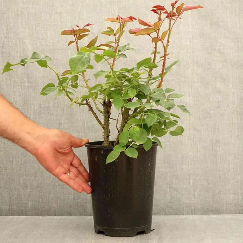 Exemplar von Rosa Tobago Odore - Edelrose Topf mit 4L/5L wie im Sommer geliefert