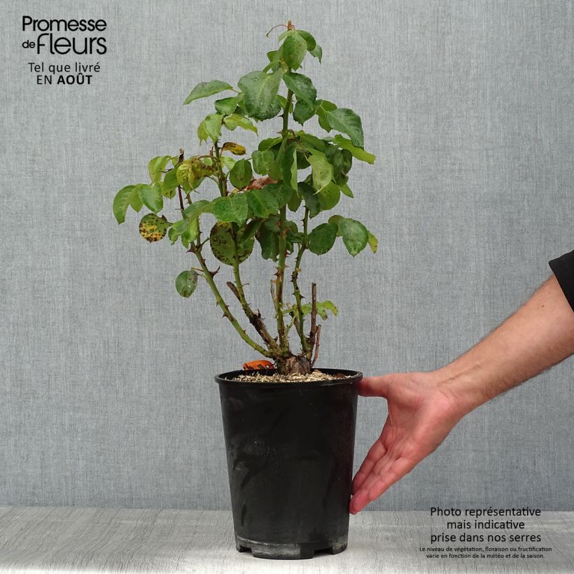 Exemplar von Rosa Traviata - Edelrose Topf mit 4L/5L wie im Sommer geliefert