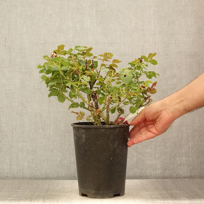 Exemplar von Rosa Yellowstone Oraleymy - Edelrose Topf mit 4L/5L wie im Sommer geliefert