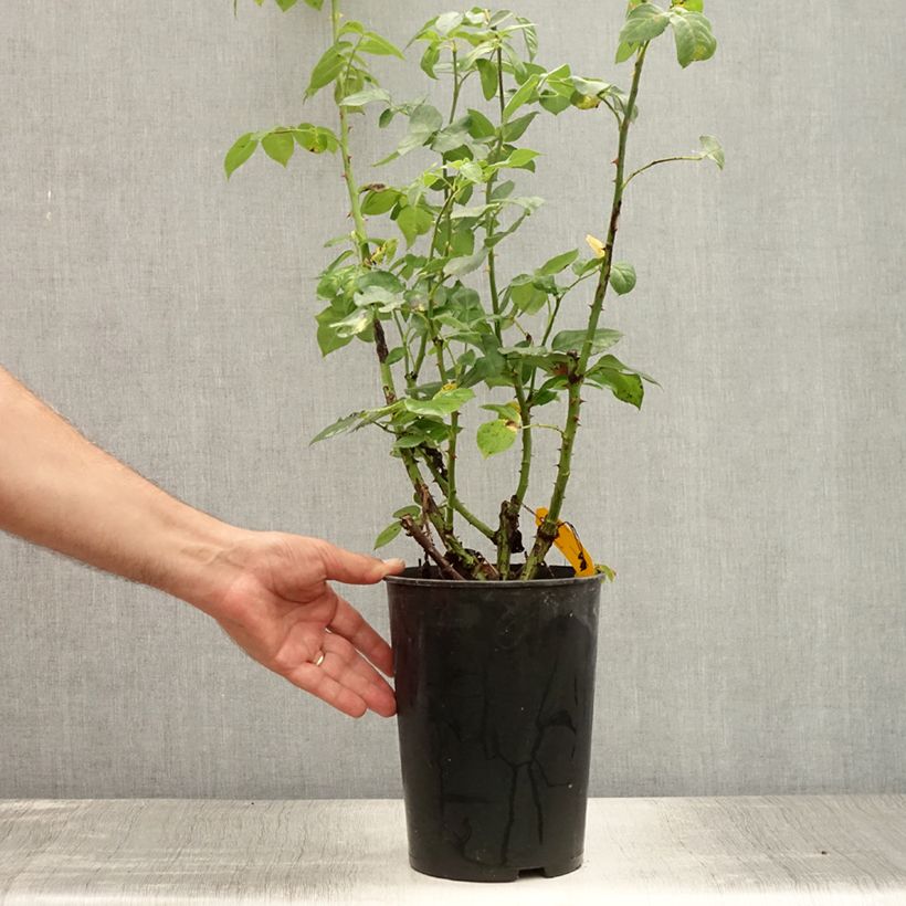 Exemplar von Rosa Sophie Luise - Buschrose Topf mit 4L/5L wie im Sommer geliefert