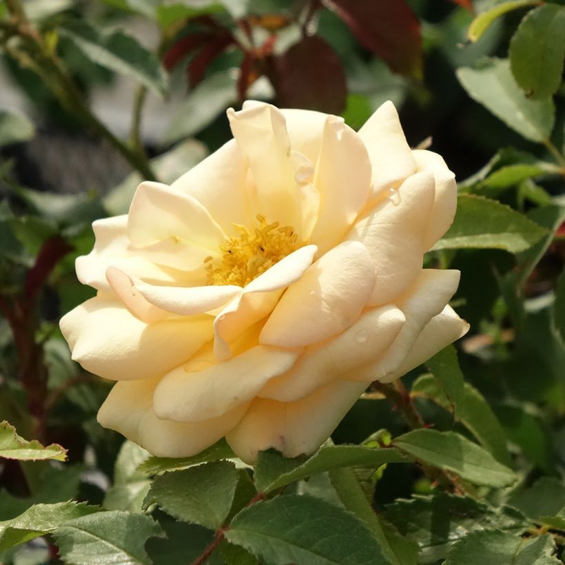 Rosa floribunda Sweet Honey Kormecaso - Beetrose (Blüte)