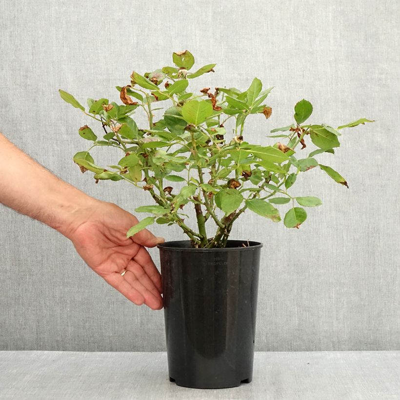 Exemplar von Rosa floribunda The Times - Beetrose Topf mit 4L/5L wie im Sommer geliefert