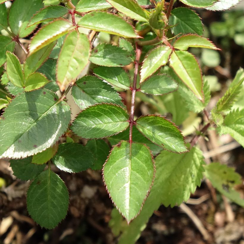 Rosa Everglow Ruby - Beetrose (Laub)
