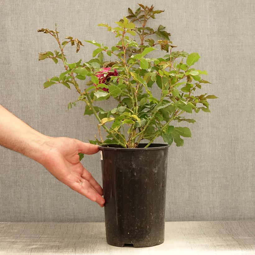 Exemplar von Rosa Taste of Love Dolce - Beetrose Topf mit 4L/5L wie im Sommer geliefert