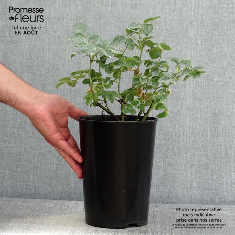 Exemplar von Rosa alba Suaveolens - Historische Rose Topf mit 4L/5L wie im Sommer geliefert