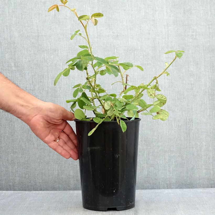 Exemplar von Rosa centifolia Muscosa - Moos Rosen Topf mit 4L/5L wie im Sommer geliefert