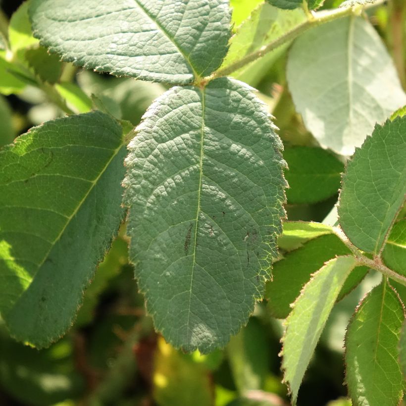 Rosa centifolia Muscosa - Moos Rosen (Laub)