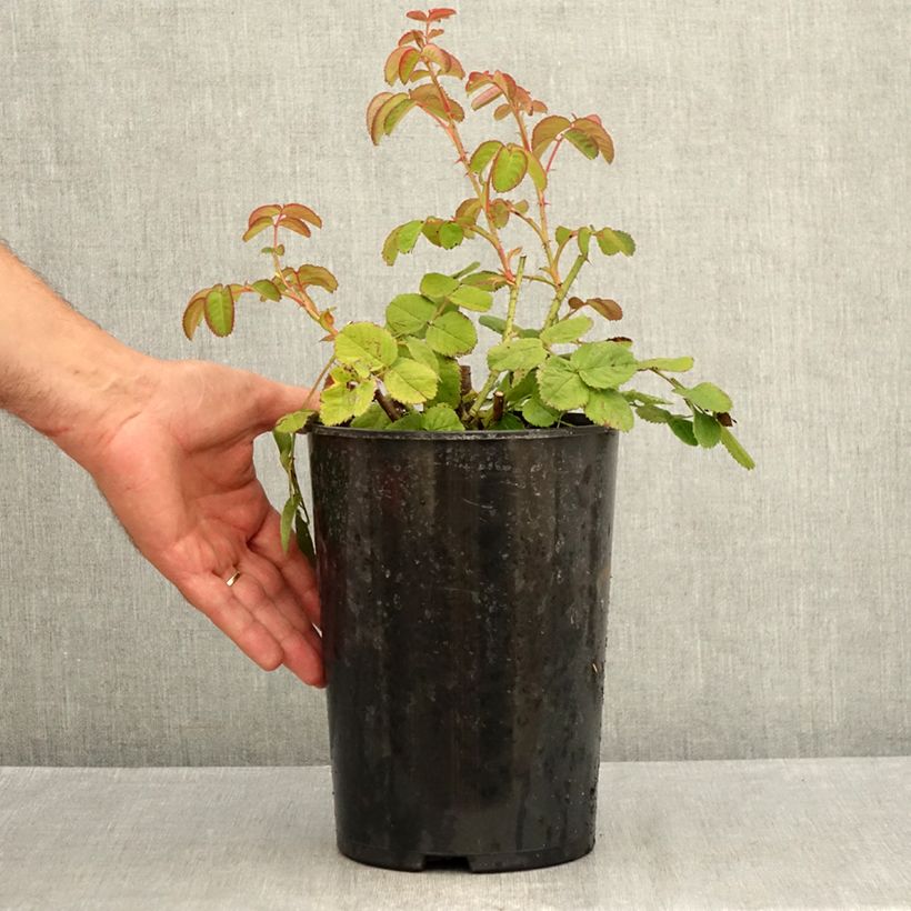 Exemplar von Rosa centifolia Cristata - Moos Rosen Topf mit 4L/5L wie im Sommer geliefert