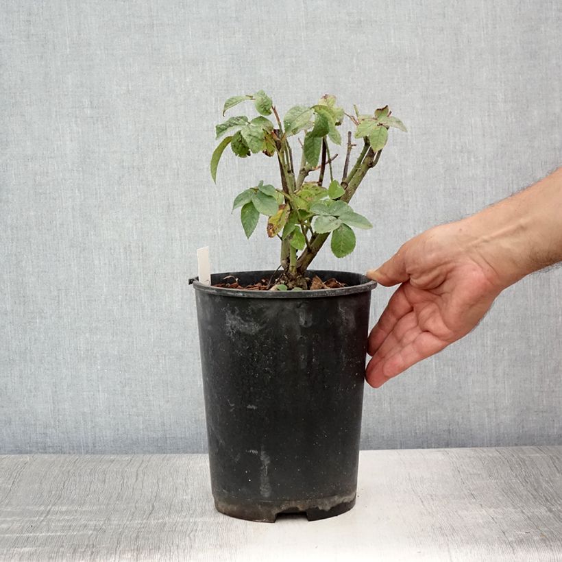 Exemplar von Rosa gallica Charles de Mills - Essig-Rose Topf mit 4L/5L wie im Sommer geliefert