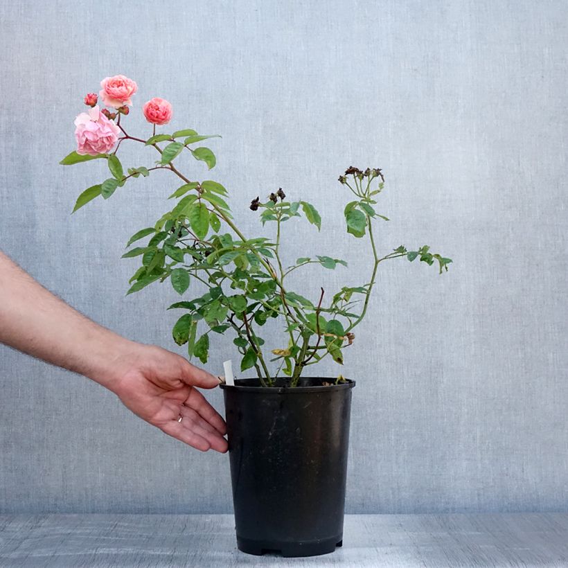 Exemplar von Rosa Cornelia - Historische Rose Topf mit 4L/5L wie im Sommer geliefert