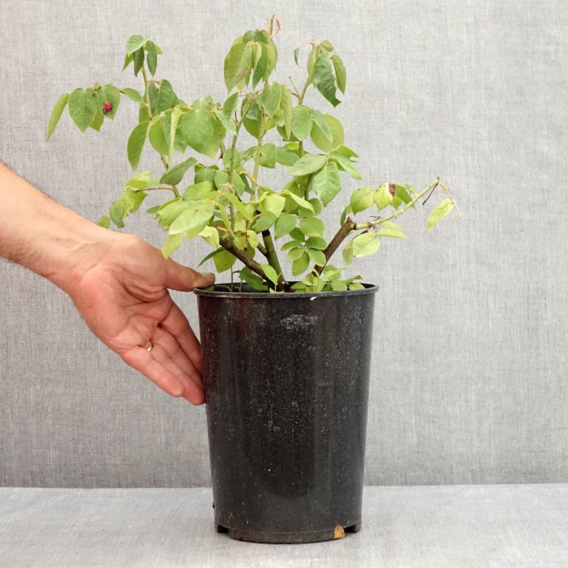 Exemplar von Rosa centifolia Fantin Latour - Zentifolie Rose Topf mit 4L/5L wie im Sommer geliefert