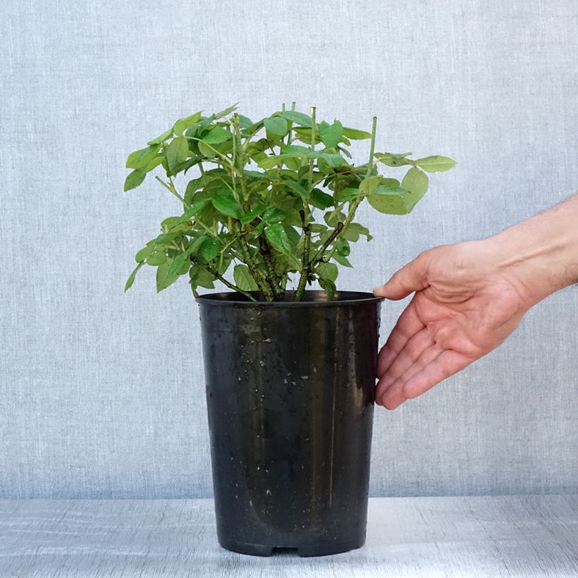 Exemplar von Rosa gallica Officinalis - Essig-Rose Topf mit 4L/5L wie im Sommer geliefert