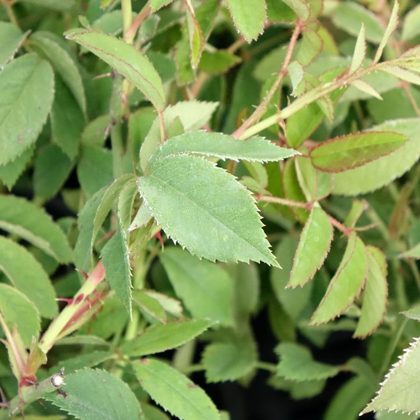 Rosa gallica - Essig-Rose (Laub)
