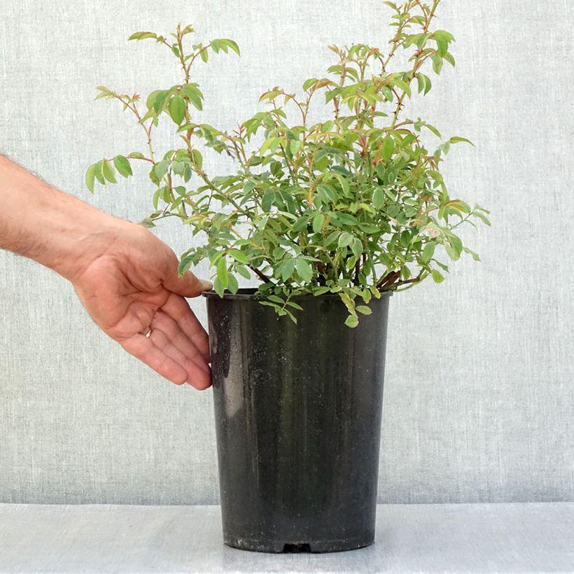Exemplar von Rosa gallica - Essig-Rose Topf mit 4L/5L wie im Sommer geliefert