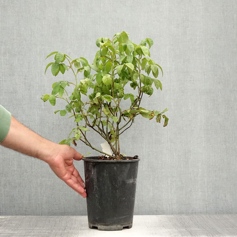 Exemplar von Rosa gallica Versicolor - Essig-Rose Topf mit 4L/5L wie im Sommer geliefert