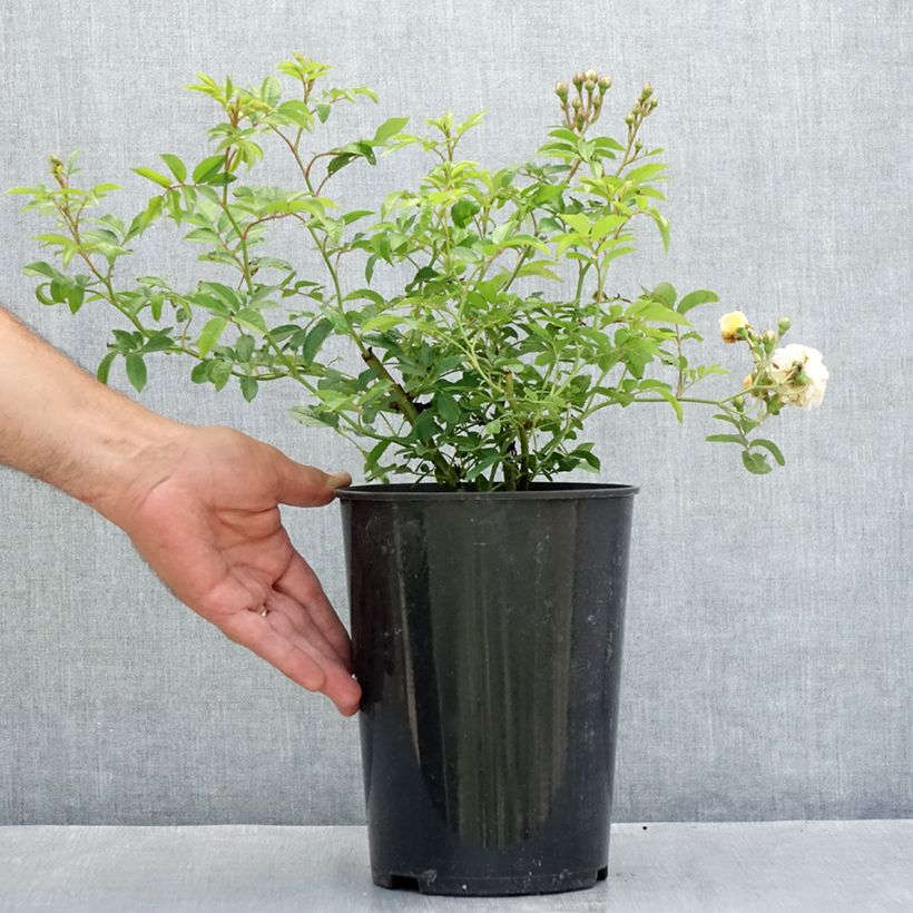 Exemplar von Rosa multiflora Ghislaine de Féligonde - Historische Rose Topf mit 4L/5L wie im Sommer geliefert