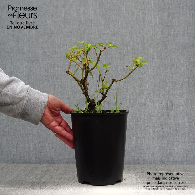 Exemplar von Rosa gallica Gros Provins Panaché - Essig-Rose Topf mit 4L/5L wie im Herbst geliefert