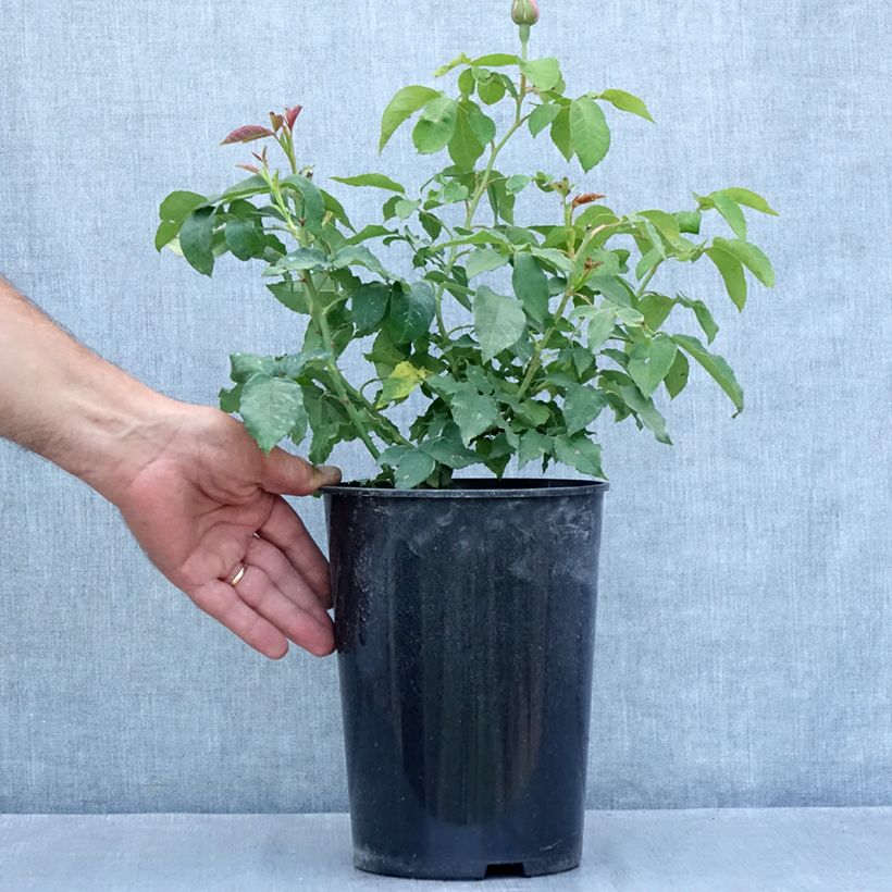 Exemplar von Rosa Honorine de Brabant - Alte Rose Topf mit 4L/5L wie im Sommer geliefert