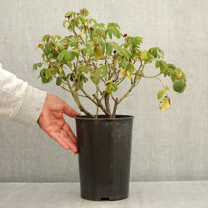 Exemplar von Rosa gallica Jenny Duval - Essig-Rose Topf mit 4L/5L wie im Sommer geliefert