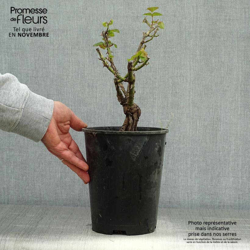 Exemplar von Rosa Joseph's Coat - Historische Rose Topf mit 4L/5L wie im Herbst geliefert