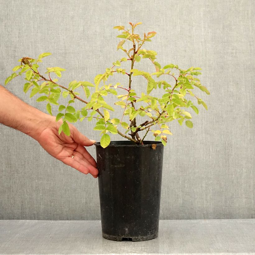 Exemplar von Rosa moyesii Marguerite Hilling - Historische Rose Topf mit 4L/5L wie im Sommer geliefert