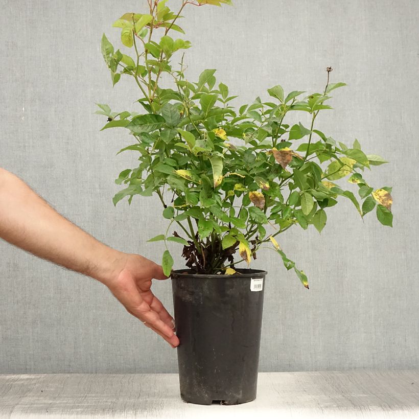 Exemplar von Rosa polyantha Marie Pavie - Historische Rose Topf mit 4L/5L wie im Sommer geliefert