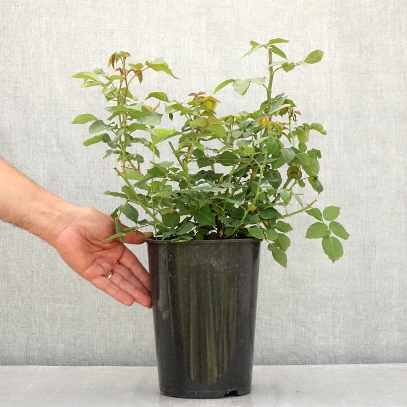 Exemplar von Rosa Mme Issac Pereire - Historische Rose Topf mit 4L/5L wie im Sommer geliefert