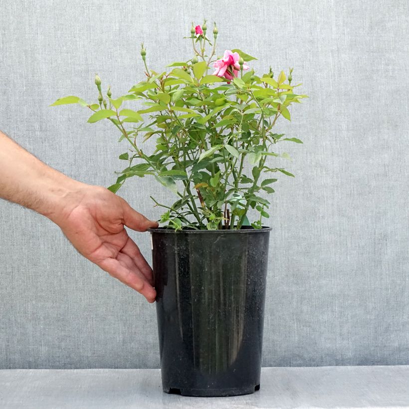 Exemplar von Rosa chinensis Old Blush - Historische Rose Topf mit 4L/5L wie im Sommer geliefert