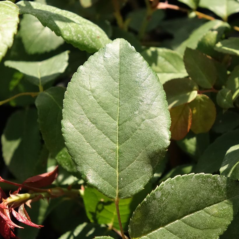 Rosa Perle d'or - Historische Rose (Laub)