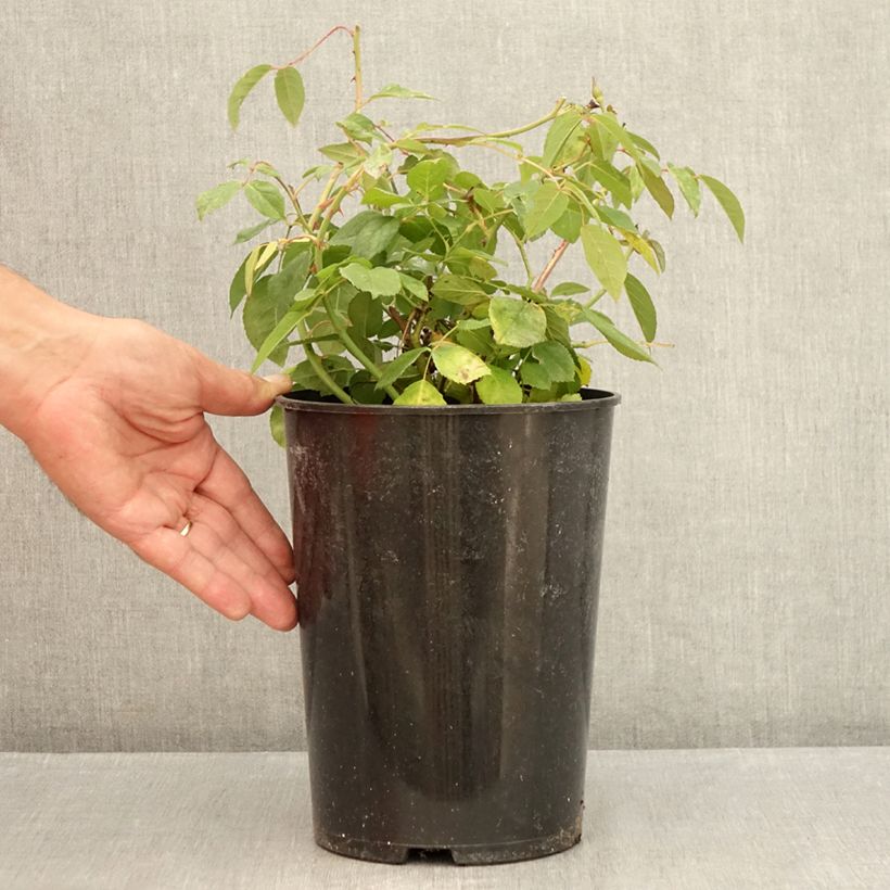 Exemplar von Rosa Perle d'or - Historische Rose Topf mit 4L/5L wie im Sommer geliefert
