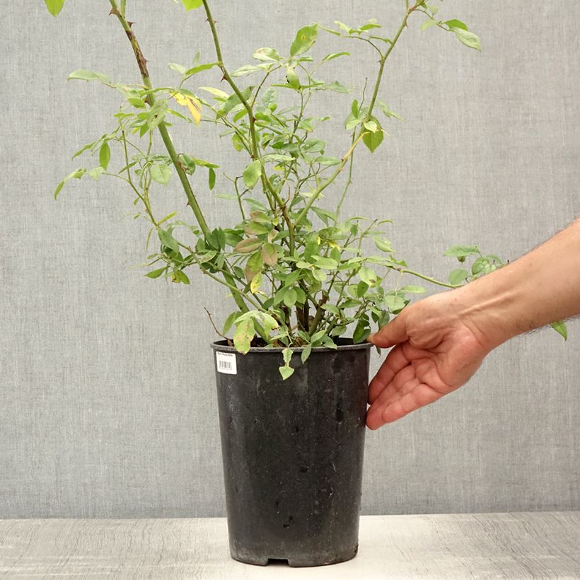 Exemplar von Rosa multiflora Phyllis Bide - Vielblütige Rose Topf mit 4L/5L wie im Sommer geliefert