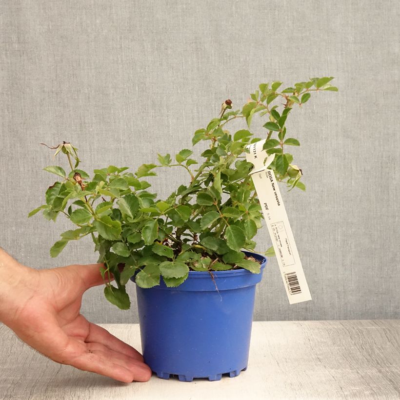 Exemplar von Rosa rugosa Pink Grootendorst - Apfelrose Topf mit 4L/5L wie im Sommer geliefert
