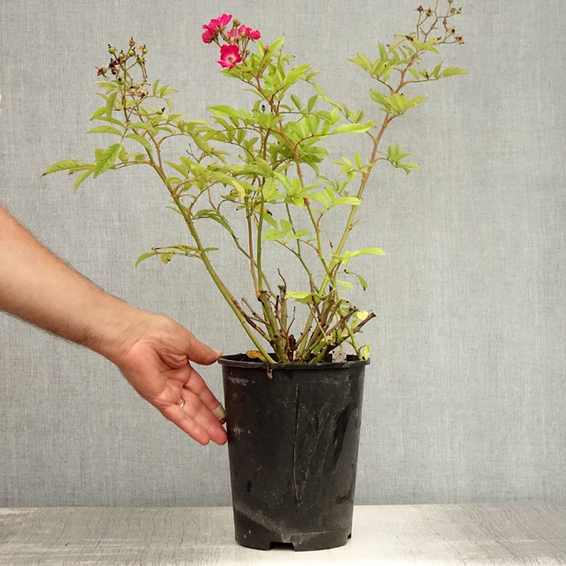 Exemplar von Rosa polyantha Red Ballerina - Historische Rose Topf mit 4L/5L wie im Sommer geliefert