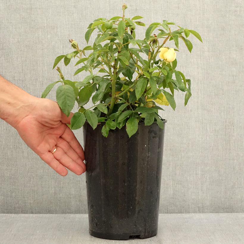 Exemplar von Rosa Sally Holmes - Moderne Hybrid-Rose Topf mit 3L/4L wie im Sommer geliefert