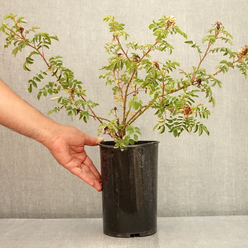 Exemplar von Rosa pimpinellifolia Stanwell Perpetual - Dünenrose Topf mit 4L/5L wie im Sommer geliefert